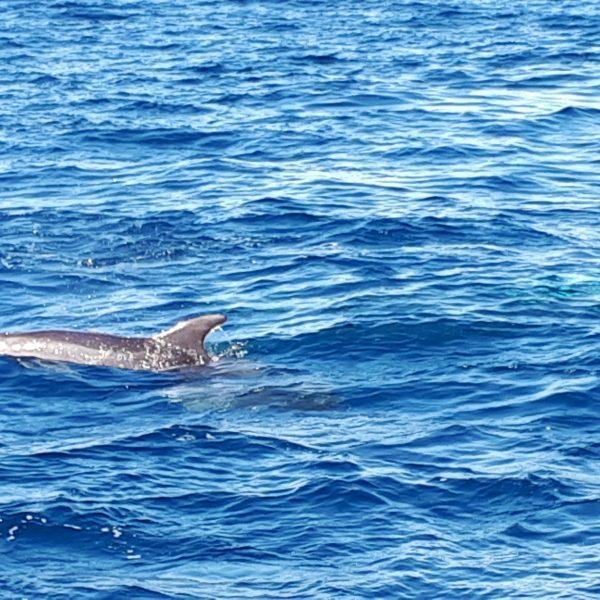 Croisière en mer à la rencontre du grand dauphin