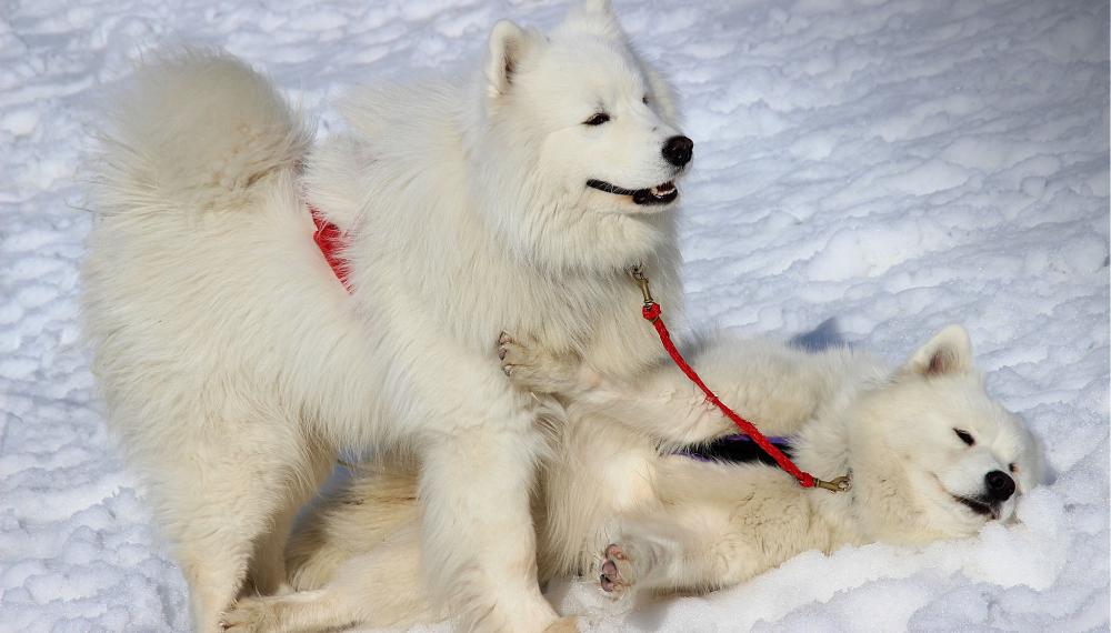 ou trouver un cadeau original a perpignan